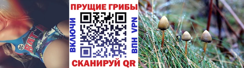 хочу   Нягань  Псилоцибиновые грибы MAGIC MUSHROOMS 